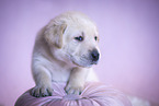 Labrador Retriever Welpe