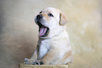 Labrador Retriever Welpe