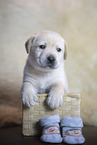 Labrador Retriever Welpe