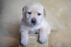 Labrador Retriever Welpe
