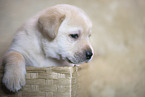 Labrador Retriever Welpe