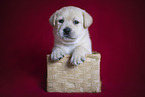 Labrador Retriever Welpe