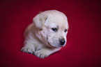 Labrador Retriever Welpe