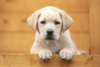 Labrador Retriever Welpe