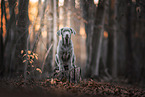 Labrador Retriever Welpe