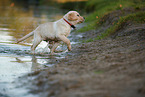 Labrador Retriever Welpe