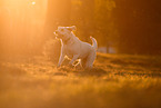 Labrador Retriever im Abendlicht