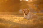 Labrador Retriever im Abendlicht