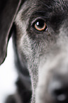 Labrador Retriever Auge