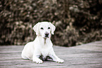 Labrador Retriever Hndin