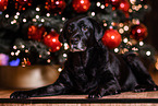 Labrador Retriever an Weihnachten