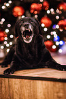 Labrador Retriever an Weihnachten