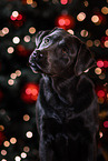 Labrador Retriever Hndin