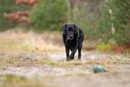 alter Labrador Retriever