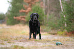 alter Labrador Retriever