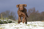 junger brauner Labrador