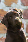 junger brauner Labrador