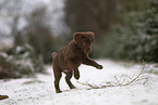 junger brauner Labrador