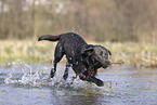 Labrador Hndin in der Farbe charcoal