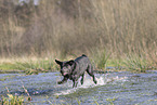 Labrador Hndin in der Farbe charcoal