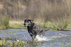 Labrador Hndin in der Farbe charcoal