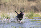 Labrador Hndin in der Farbe charcoal