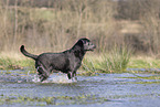 Labrador Hndin in der Farbe charcoal