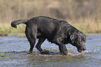 Labrador Hndin in der Farbe charcoal