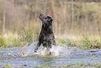 Labrador Hndin in der Farbe charcoal