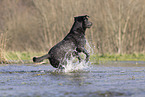 Labrador Hndin in der Farbe charcoal