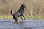 Labrador Hndin in der Farbe charcoal