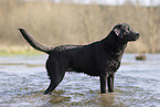 Labrador Hndin in der Farbe charcoal