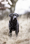 Labrador Hndin in der Farbe charcoal