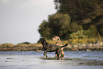 Labrador Hndin in der Farbe charcoal