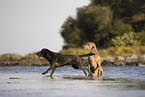 Labrador Hndin in der Farbe charcoal