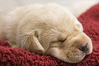 Labrador Welpe