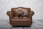 Labrador Retriever Hundebaby