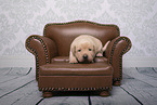 Labrador Retriever Hundebaby