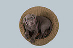 Labrador Retriever Welpe