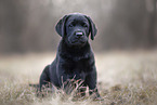 Labrador Retriever Welpe
