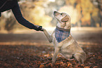 Labrador Retriever Rde