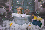 2 Labrador Retriever Welpen