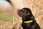 Labrador Retriever Rde