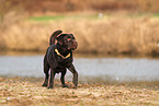 Labrador Retriever Rde