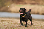 Labrador Retriever Rde
