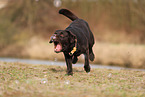 Labrador Retriever Rde