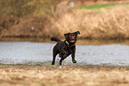 Labrador Retriever Rde