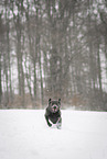 Labrador Retriever Hndin