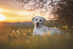 erwachsener Labrador Retriever