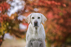 Labrador Retriever Portrait